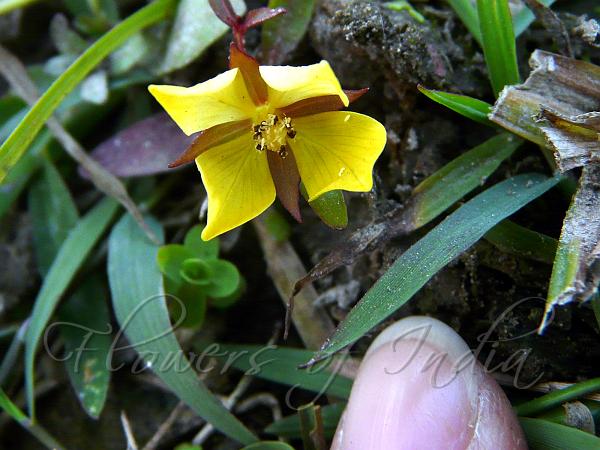 Winged Willow Primrose